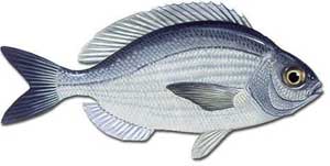 Black Bream.