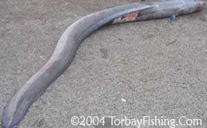 Conger eel.
