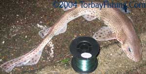 Lesser spotted dog fish.