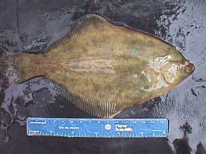 Flounder.