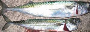 Mackerel.