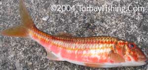 Red Mullet.