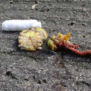 Baited up peeler crab.