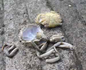 peeler crab ready to bait up.