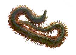 Ragworm.