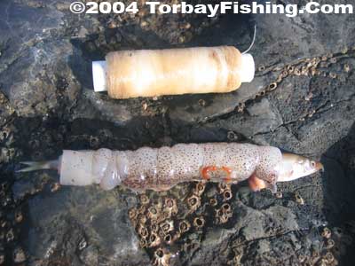 Sandeel and squid make great bait together.